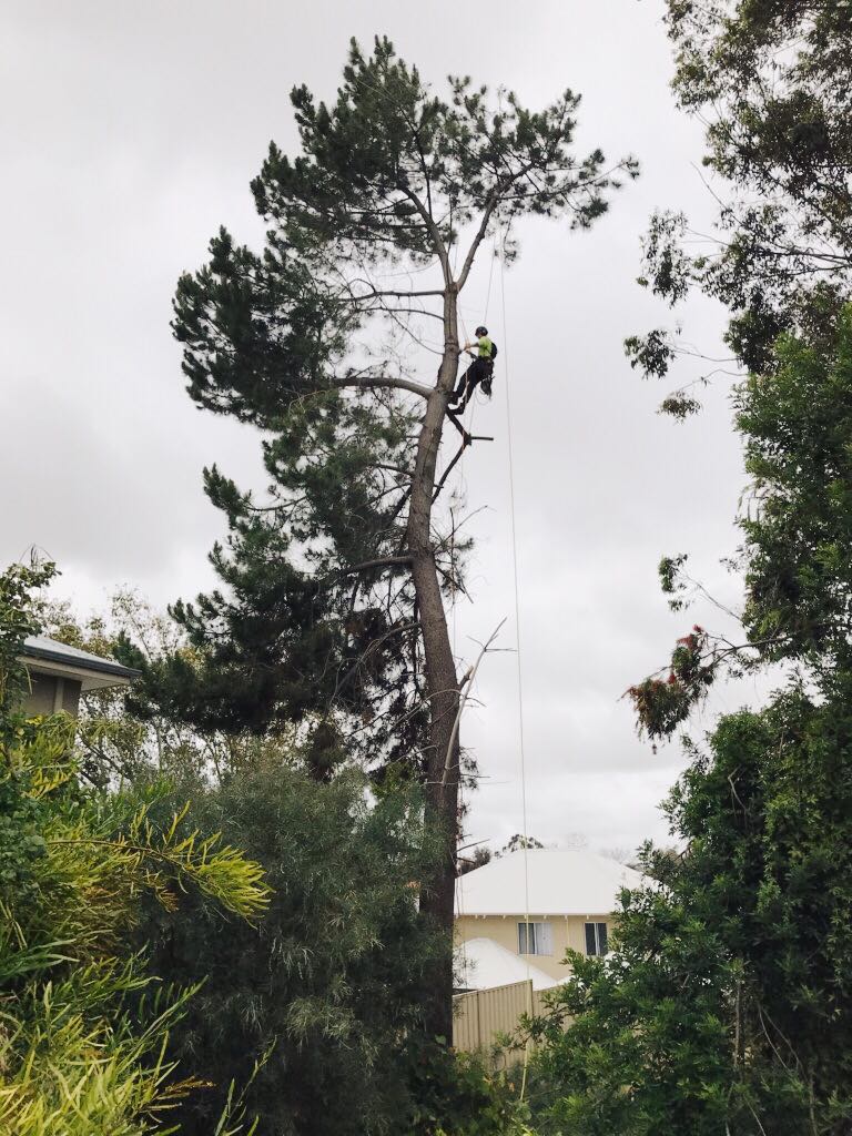 Pruning a large Pine