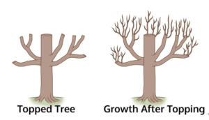 How Topping Affects A Tree